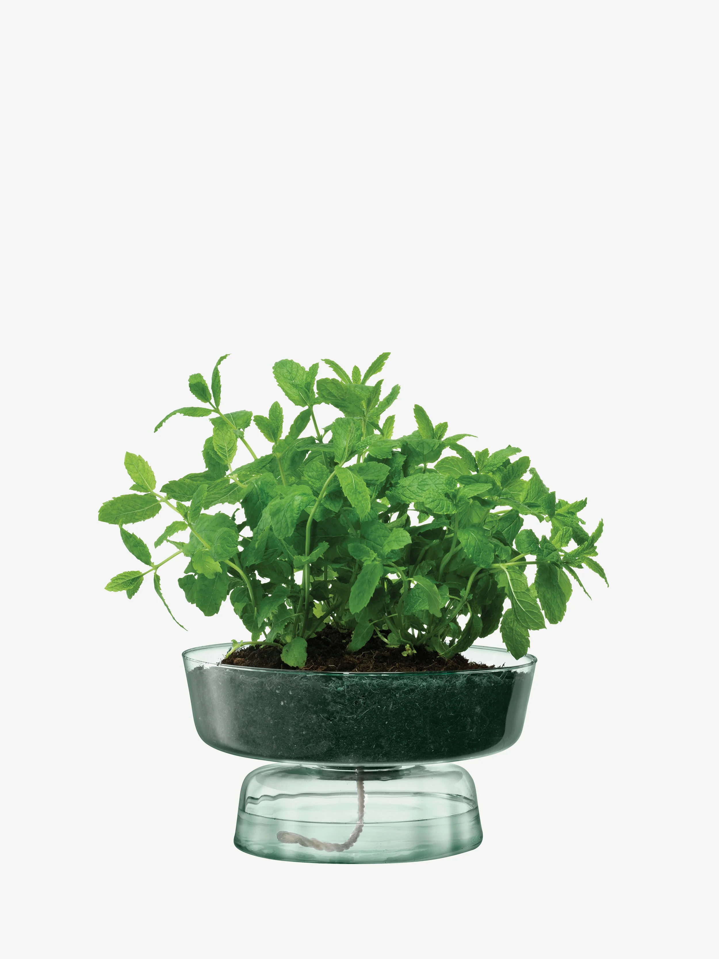 Self Watering Planter - Image 2