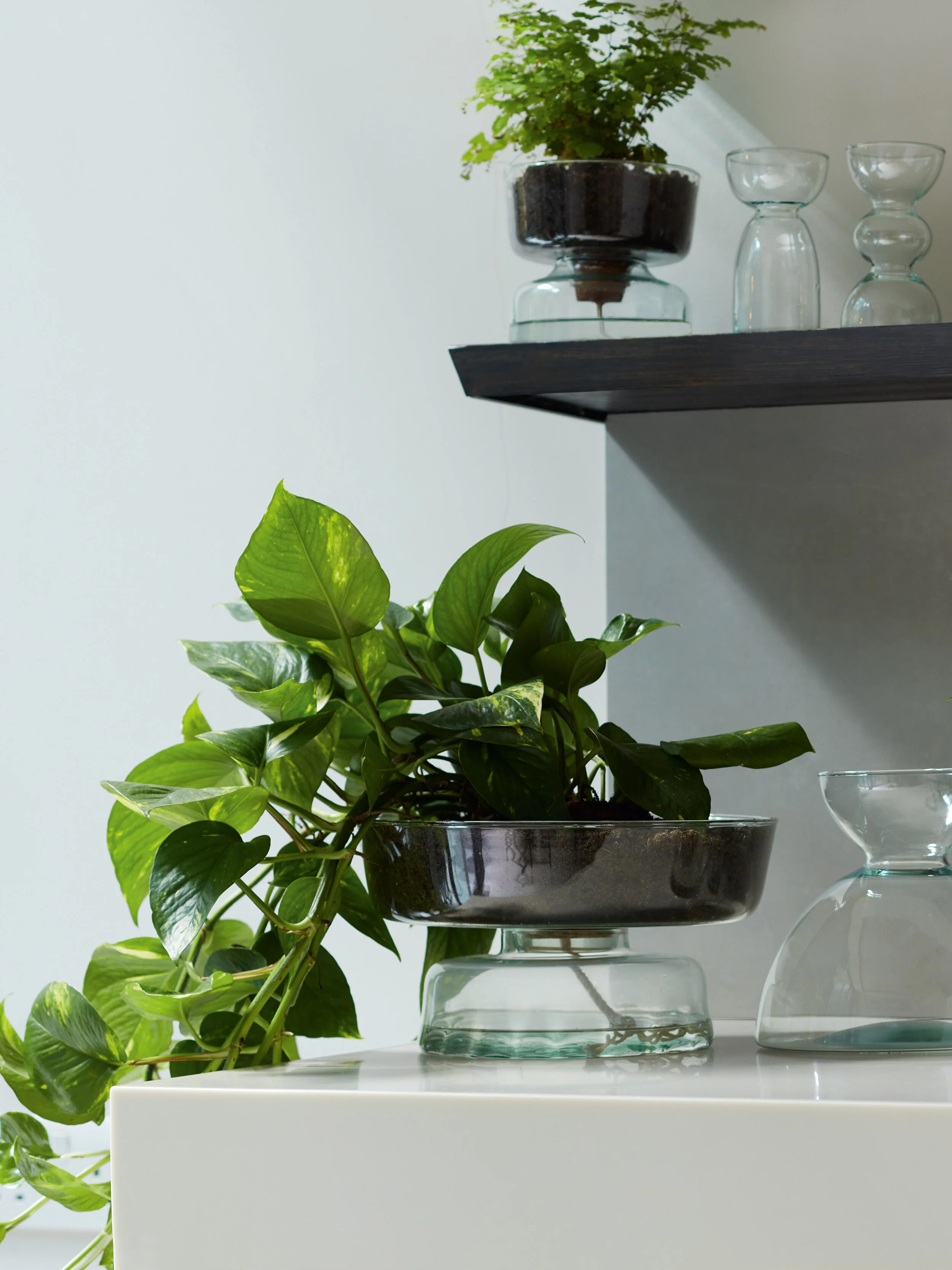 Self Watering Planter - Image 9