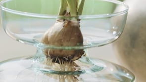 Self Watering Planter Clear/Part Optic - Image 6