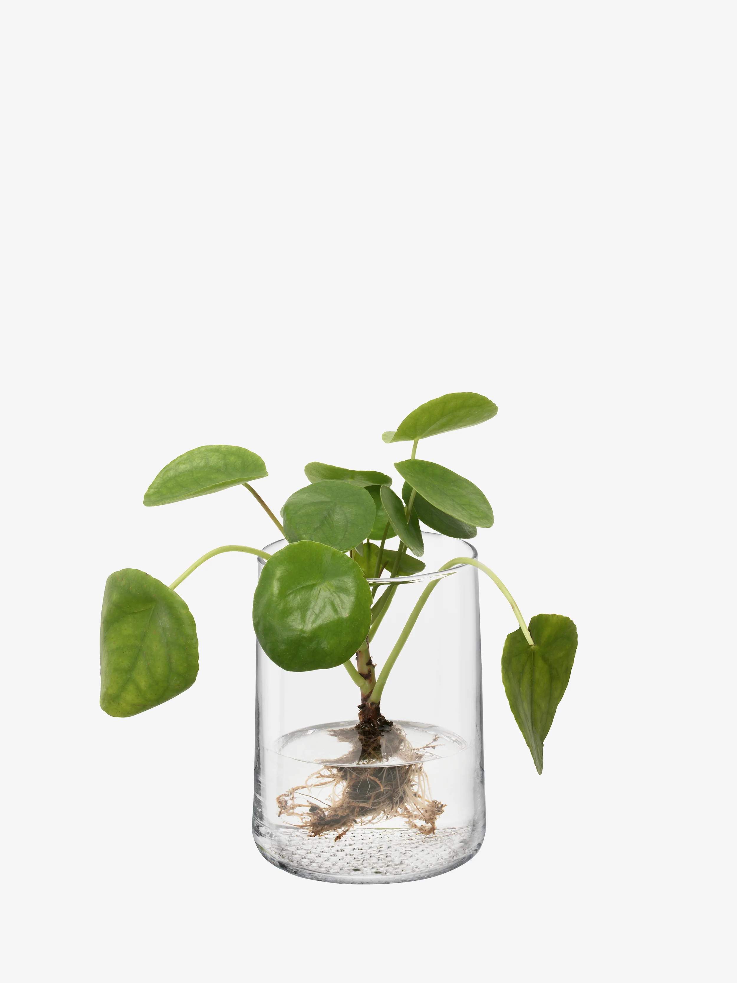 Vase/Lantern - Image 2